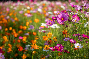 夕暮れ時のコスモス