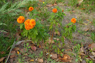 Several bright orange flowers of Chrysanthemums in mid October