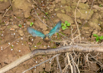 Obraz na płótnie Canvas Kingfisher in flight