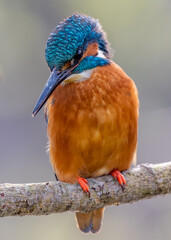 Female kingfisher on branch