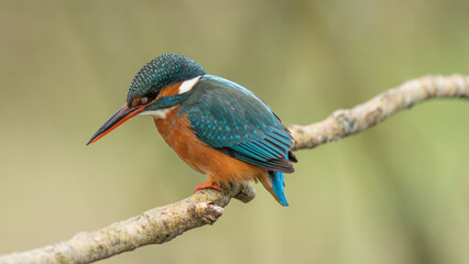 Female Kingfisher watching for Fish