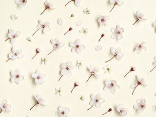 blossom on a cream background high detail macro photography
