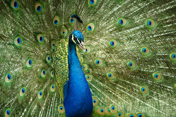 Fototapeta na wymiar male peacock with feathers out 