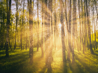 Sunset or sunrise in a spring birch forest with bright young foliage glowing in the rays of the...