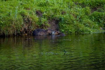 Coypu on the riverbank