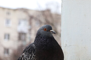 Funny pigeon closeup portrait, bird on the window, amazing beautiful portrait, perfect view, extreme close up	
