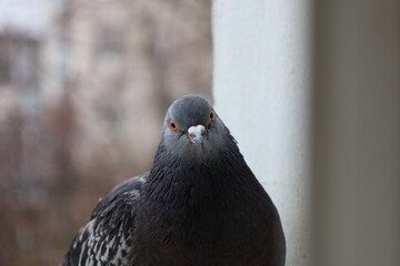 Funny pigeon closeup portrait, bird on the window, amazing beautiful portrait, perfect view, extreme close up