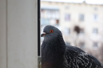 Female pigeon extreme closeup portrait, bird on the window, rainy day, pigeon beautiful portrait, pigeons eyes in macro, Extreme Close Up