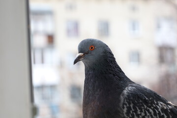 pigeon closeup portrait, bird on the window, amazing beautiful portrait, perfect view, extreme close up	