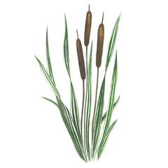 Watercolor illustration of cattail isolated on transparent background made by hand