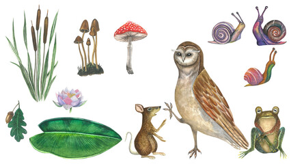 Set of watercolor illustrations of the forest and its inhabitants - owl, rat, frog, snails, water lily,cattail,pale grebes,fly agaric and acorn leaf. Isolated on a transparent background
