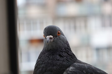 Funny pigeon closeup portrait, bird on the window, amazing beautiful portrait, perfect view, extreme close up	
