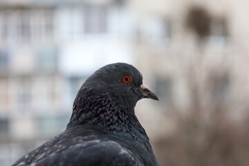Female pigeon extreme closeup portrait, bird on the window, rainy day, pigeon beautiful portrait, pigeons eyes in macro, Extreme Close Up