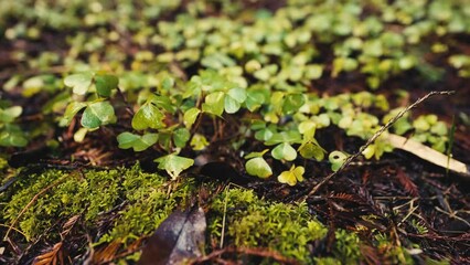 Wood Sorrel in Forest