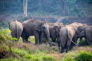 A herd of wild elephants walk through grass field in Thai Elephant Conservation Center in Lampang province Thailand , Elephant Family