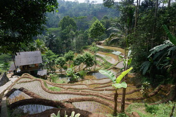 Beautiful rice terraces in the morning