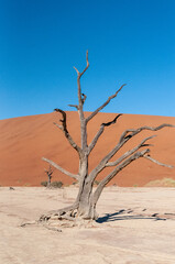 Fototapeta na wymiar Landscape shot of the iconic dead trees of the Namibian deadvlei area.