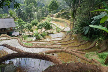 Beautiful rice terraces in the morning