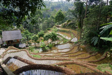 Beautiful rice terraces in the morning
