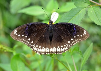 butterfly on a flower