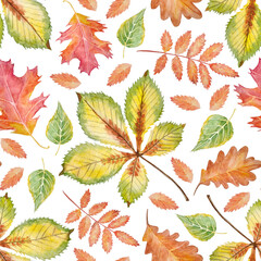 Autumn watercolor seamless pattern with hand-painted elements of colored leaves chestnut, oak, and birch tree on a transparent background.