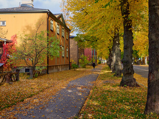 Autumn in European wooden calm town: wooden historic houses in Helsinki, Kapyla in October, alley of yellow trees.