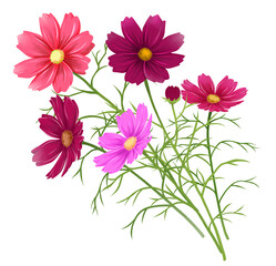 コスモスの素材　飾り © あんもち