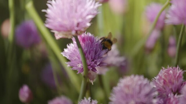 Bumblebee on a clover in the garden, close up