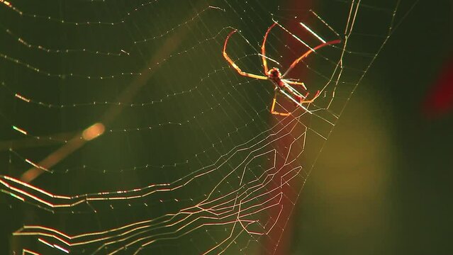 Spider making a trap for flies, weaving web and crawling on it