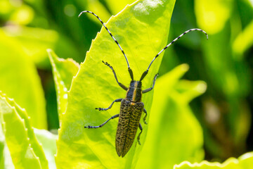 A close up of an agapanthia villosoviridescens, also known as a golden-bloomed grey longhorn beetle