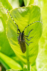 A close up of an agapanthia villosoviridescens, also known as a golden-bloomed grey longhorn beetle