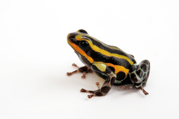 Sira poison dart frog, Pasco Poison Frog // Pasco Baumsteiger (Ranitomeya sirensis / Ranitomeya lamasi)