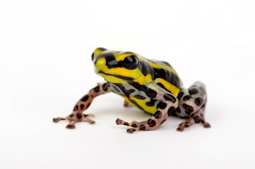 Sira poison dart frog, Pasco Poison Frog // Pasco Baumsteiger (Ranitomeya sirensis / Ranitomeya lamasi)