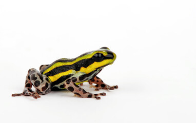 Sira poison dart frog, Pasco Poison Frog // Pasco Baumsteiger (Ranitomeya sirensis / Ranitomeya lamasi)
