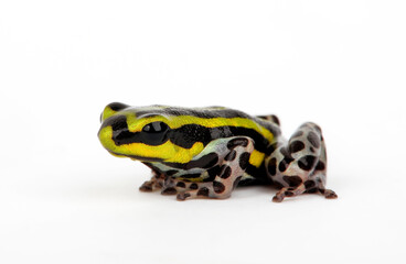 Sira poison dart frog, Pasco Poison Frog // Pasco Baumsteiger (Ranitomeya sirensis / Ranitomeya lamasi)