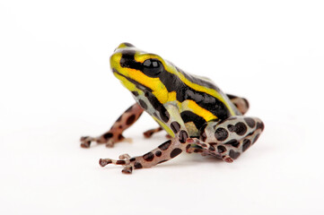 Sira poison dart frog, Pasco Poison Frog // Pasco Baumsteiger (Ranitomeya sirensis / Ranitomeya lamasi)