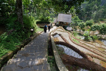 Beautiful rice terraces in the morning