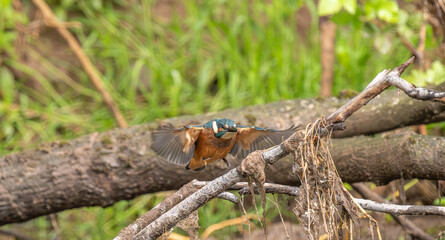 Kingfisher coming into land on branch