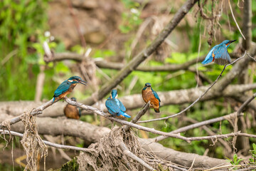 Kingfisher family.