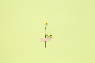 Chamomile flower attached with medical aid patch to green background. Creative minimalist flat lay,...