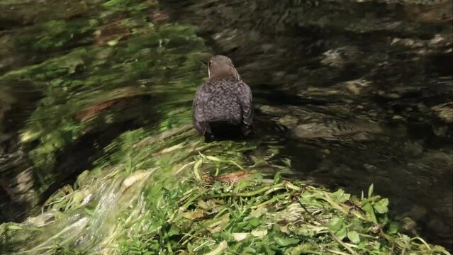 Dipper by the water