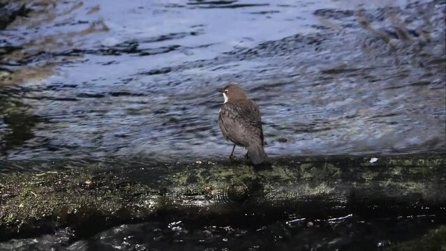 Dipper by the water