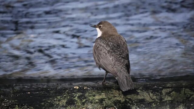 Dipper by the water