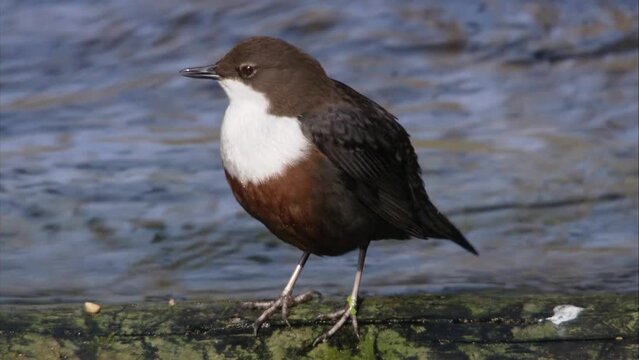 Dipper by the water