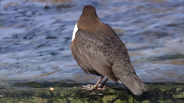 Dipper by the water
