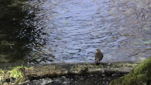 Dipper by the water