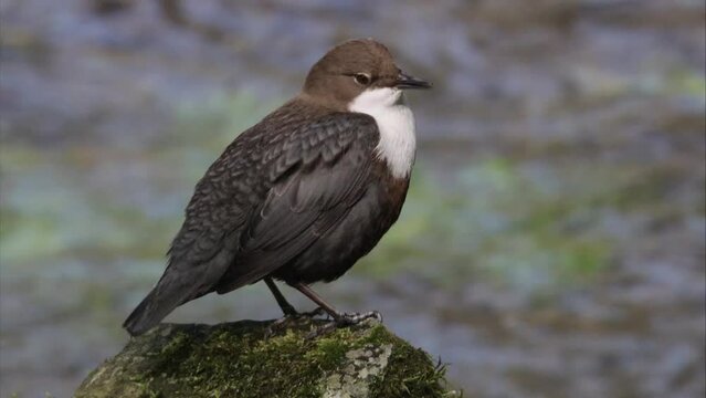Dipper by the water