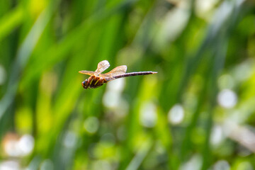 Brown hawker dragonfly (Aeshna grandis) in flight