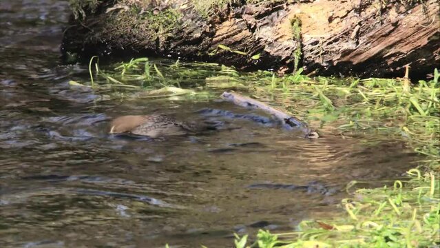 Dipper in the water
