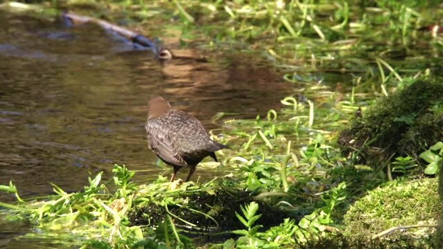 Dipper in the water